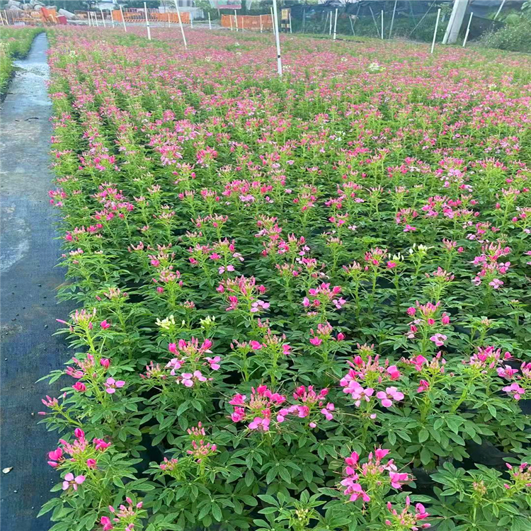 醉蝶花苗价格颜色艳丽醉蝶花组摆公园小区绿化苗木