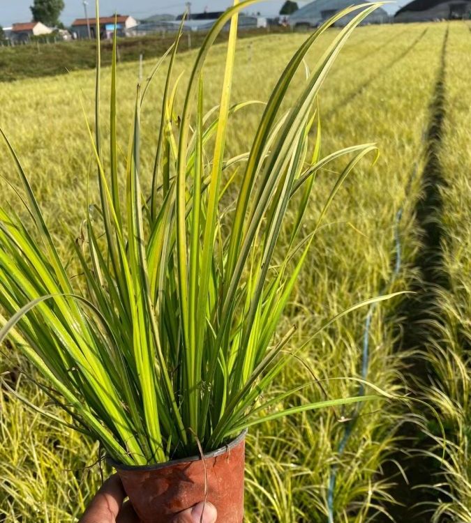 金菖蒲小苗价格俊华园艺金菖蒲供应商货源充足