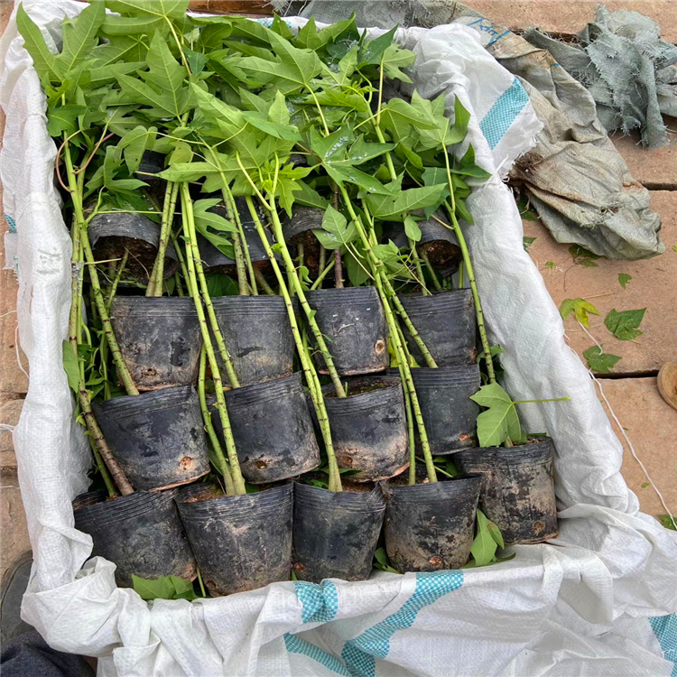 木瓜袋苗批发木瓜树苗福建漳州基地供应水果树苗