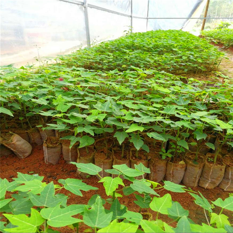 木瓜袋苗批发木瓜树苗福建漳州基地供应水果树苗