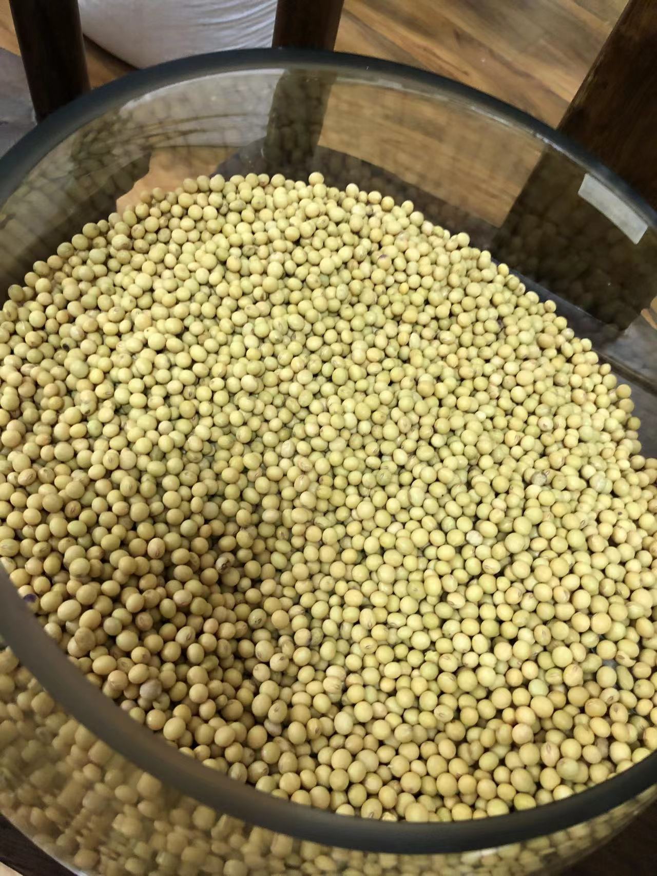 选大豆种子找豫煌种业买郑1307品种投资少产量高