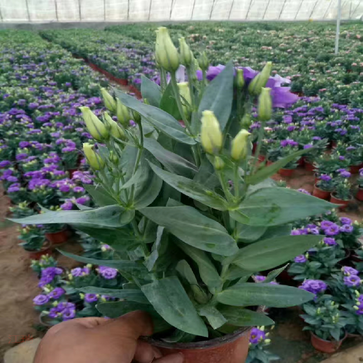 供应桔梗花苗大量批发蓝色花卉桔梗花杯苗园林绿化苗厂家