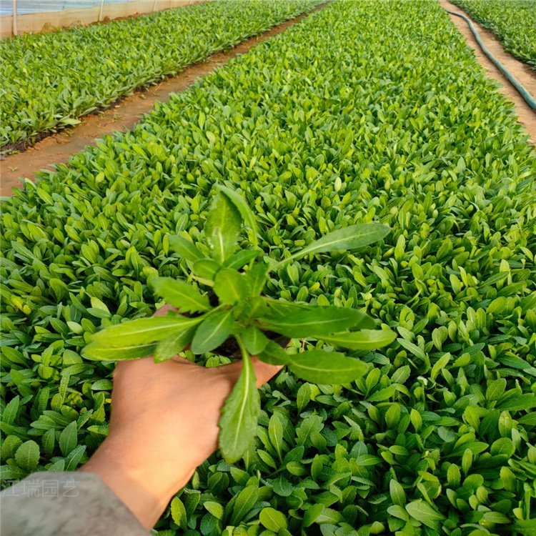 天人菊袋苗 天人菊小苗 耐旱耐寒多年生宿根花卉 绿化天人菊