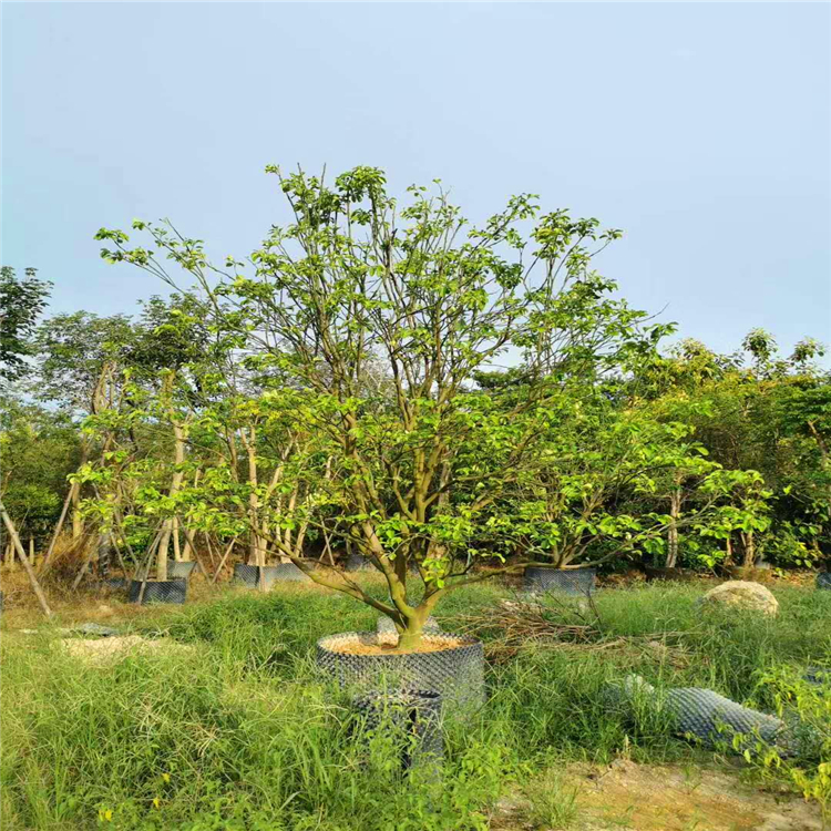 香泡綠化樹苗批發 香泡樹 柚子樹大袋苗 香泡種植基地 多規格