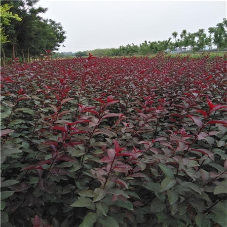 抚顺紫叶矮樱苗圃紫叶矮樱好货源行道绿化工程苗木