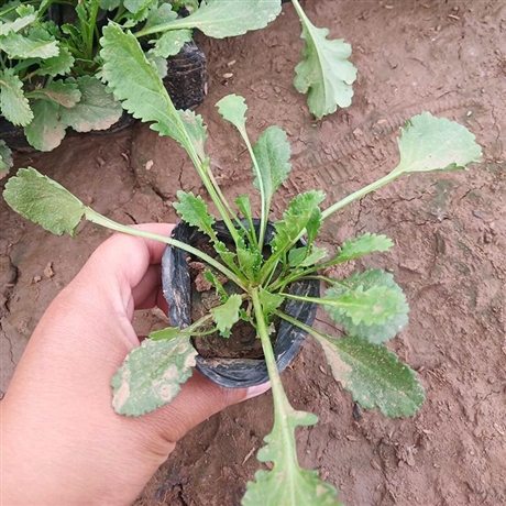 大滨菊小苗小区庭院观赏花海工程绿化草花大滨菊基地批发