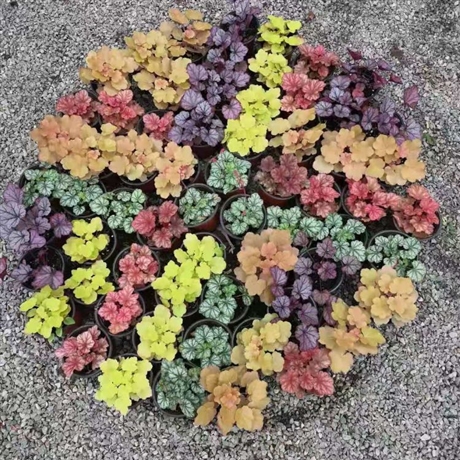 大量批發草本植物礬根袋苗礬根小苗腎形草基地大量批發