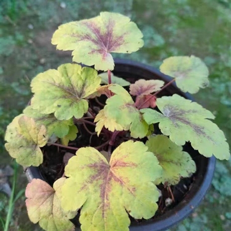 大量批发草本植物矾根袋苗矾根小苗肾形草基地大量批发