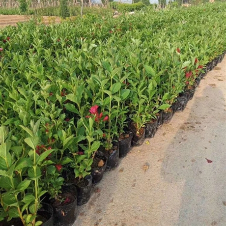 批发红王子锦带小苗锦带花袋苗红王子锦带花基地