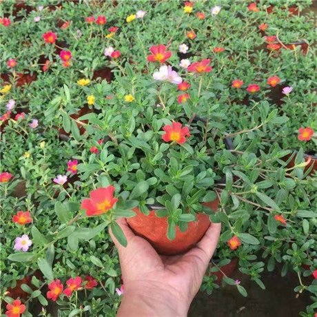 太陽花盆栽花苗太陽花小苗陽臺庭院植物花卉馬齒牡丹苗