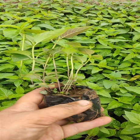 批发阳台盆栽绿植美国薄荷袋苗美国薄荷小苗马薄荷佛手甜