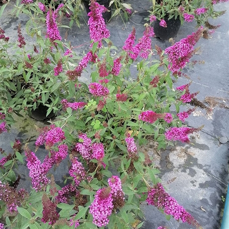 批发醉鱼草袋苗多年生醉鱼草杯苗基地供应湿地绿化苗木