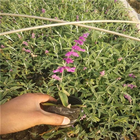 批发醉鱼草袋苗多年生醉鱼草杯苗基地供应湿地绿化苗木