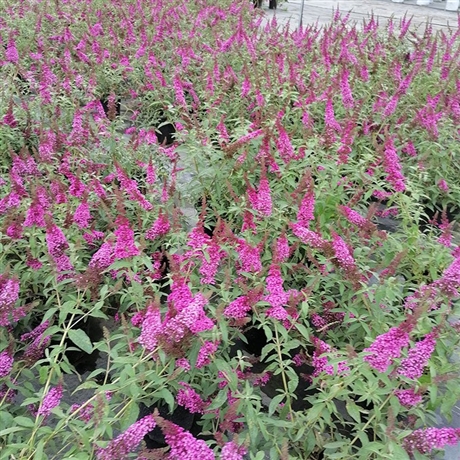 批发醉鱼草袋苗多年生醉鱼草杯苗基地供应湿地绿化苗木