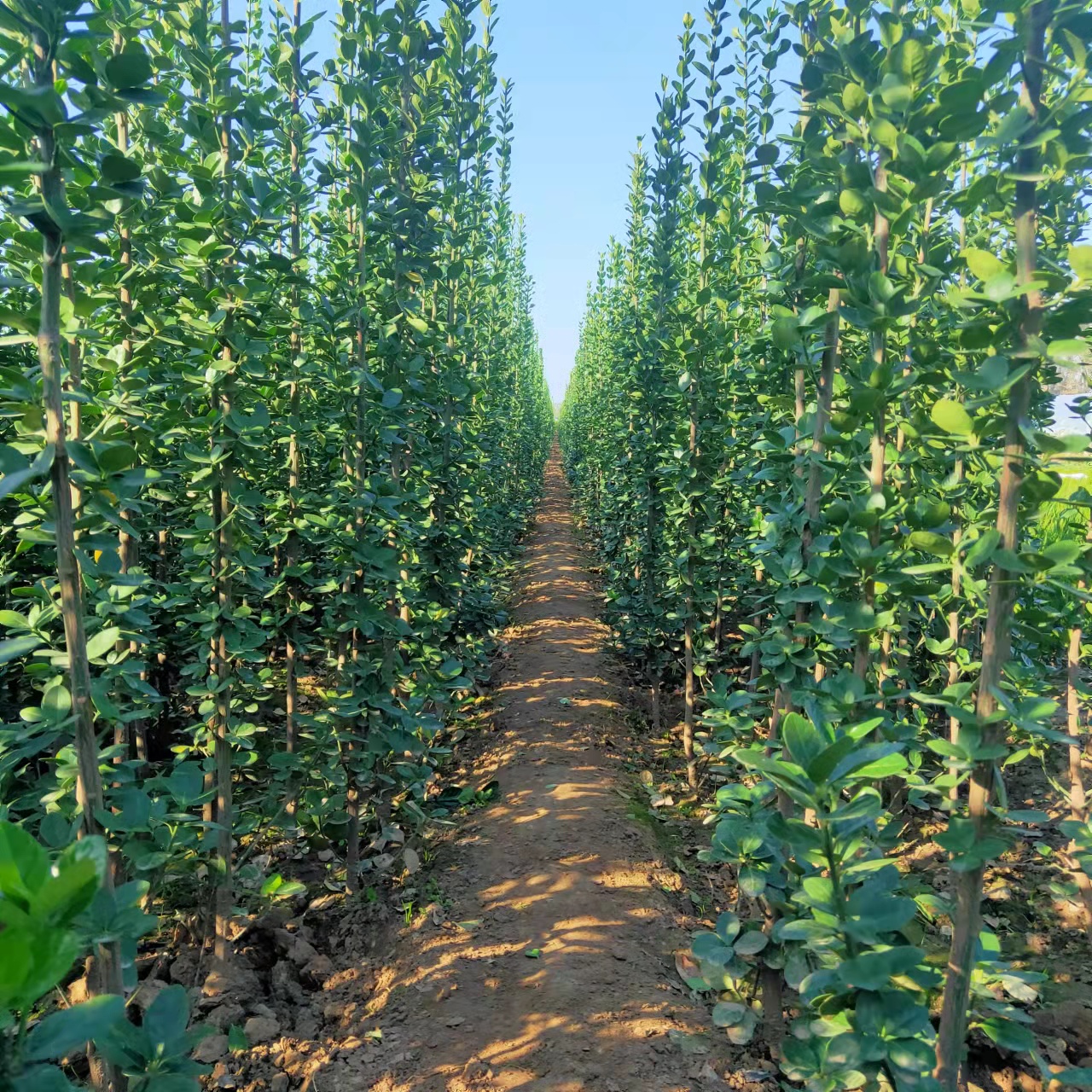 北海道批发商四季常绿北海道黄杨庭院绿化日本冬青