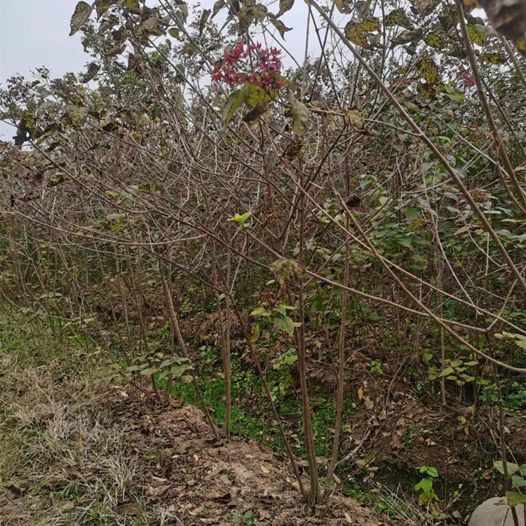 海州常山海州常山基地报价