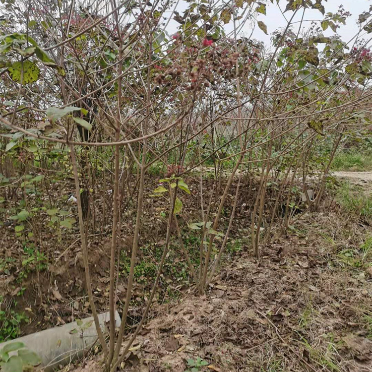 海州常山海州常山基地报价