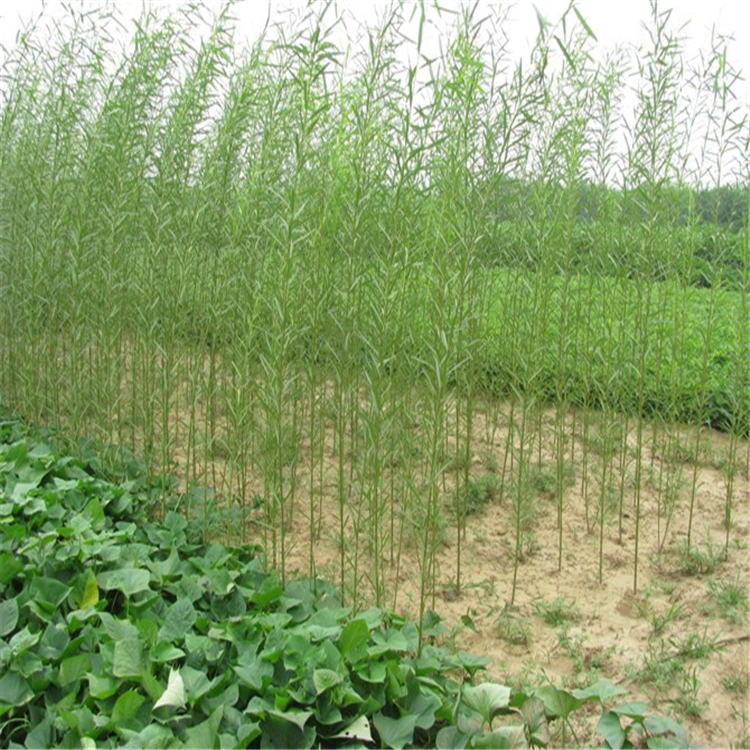 锦鹏苗木杞柳苗杞柳工程苗固堤护岸好树种