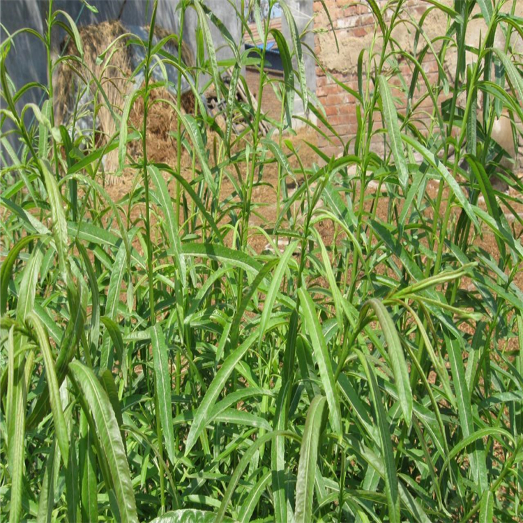 开原绿化苗花叶杞柳杞柳工程苗盐碱地种植苗