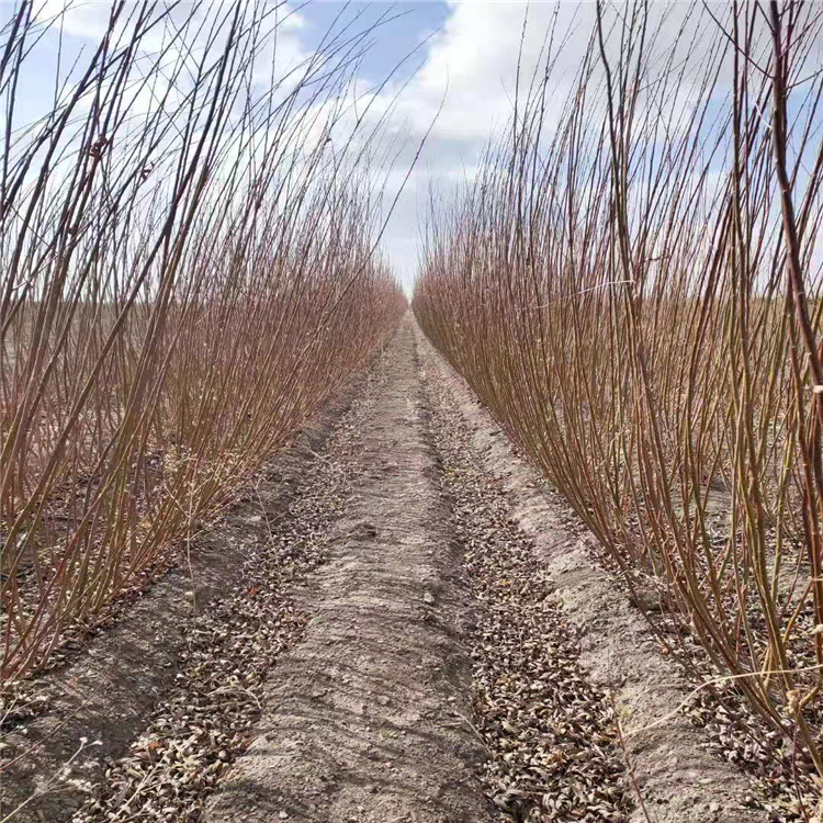 黑龙江_彩叶杞柳_杞柳小树苗_阳性树种喜肥水-搜采通