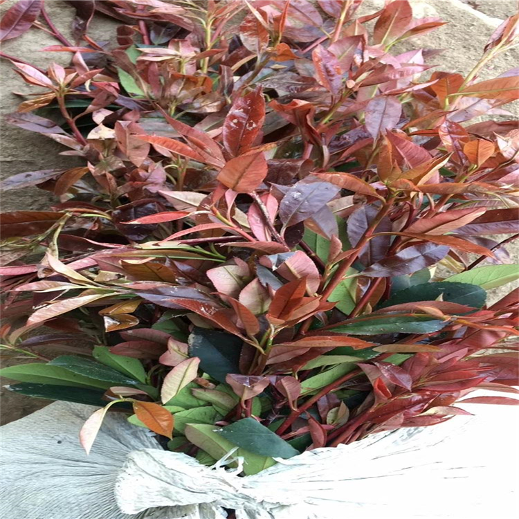 景观园林苗圃山丁子苗基地耐寒山丁子苗源头厂家批发