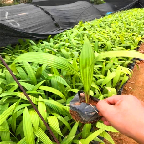 棕榈小苗矮蒲葵矮蒲葵袋苗景观植物闽龙花卉承接市政工程订单