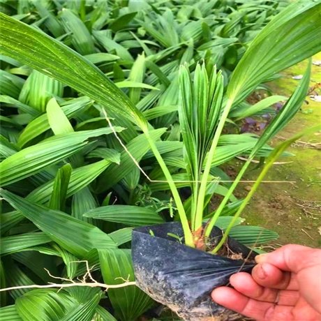 棕榈小苗矮蒲葵矮蒲葵袋苗景观植物闽龙花卉承接市政工程订单