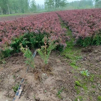 红叶小檗绿篱苗40至50公分货源充足现挖现卖耐修剪