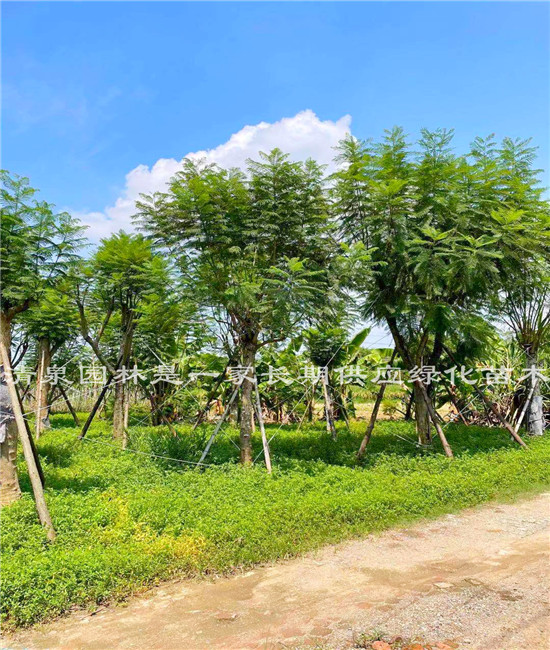 全冠蓝花楹12cm15cm高度400cm600cm冠幅300cm400cm