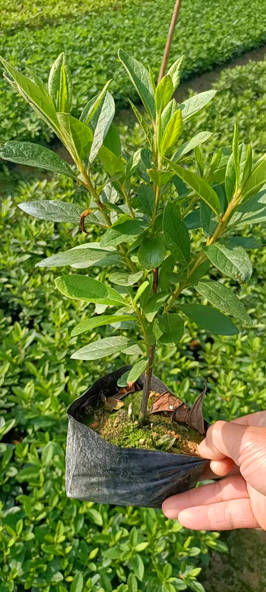 基地批发毛杜鹃杯苗云南毛杜鹃容器苗园区绿化植物