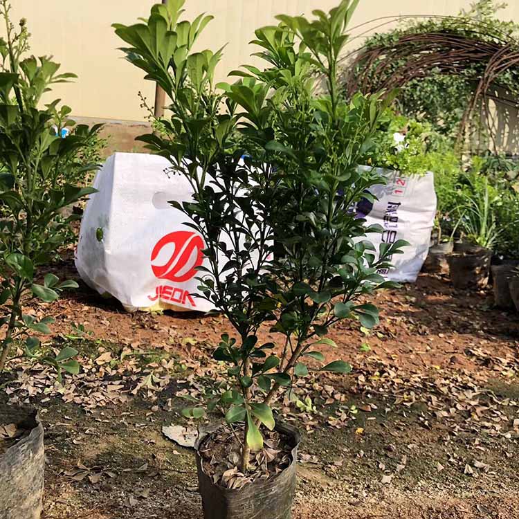 米兰苗米兰袋苗福建米仔兰基地直供价格优惠