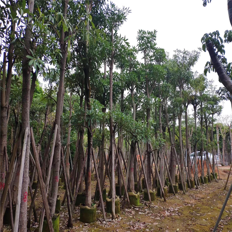 产地供应盆架树贵州灯架子糖胶树报价行道公园绿化工程苗木