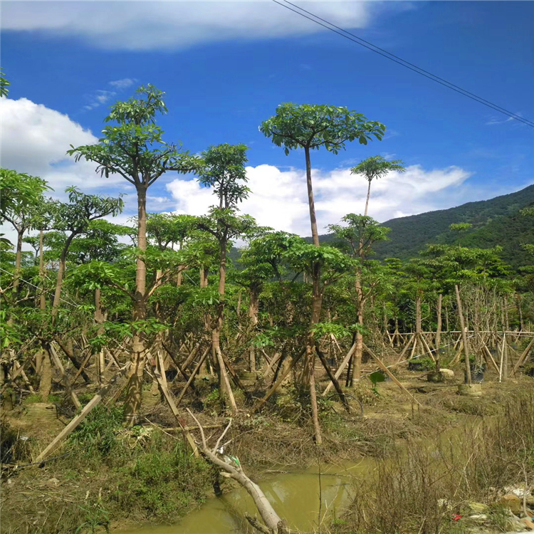 产地供应盆架树贵州灯架子糖胶树报价行道公园绿化工程苗木