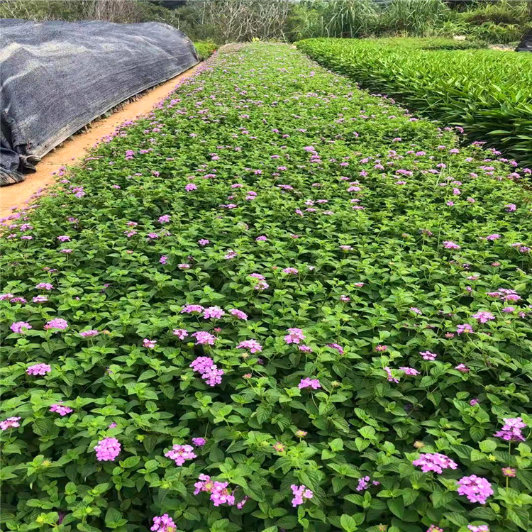 五色梅小苗批发湖南五色梅双色杯苗五色梅基地货源充足