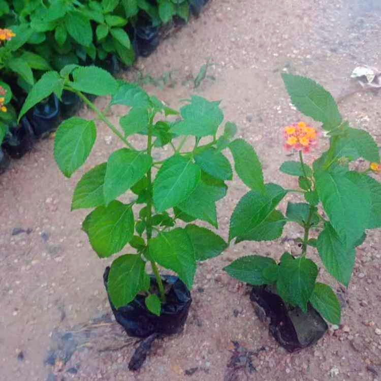 五色梅小苗批发漳州五色梅批发报价半曼生常绿小灌木成活率高