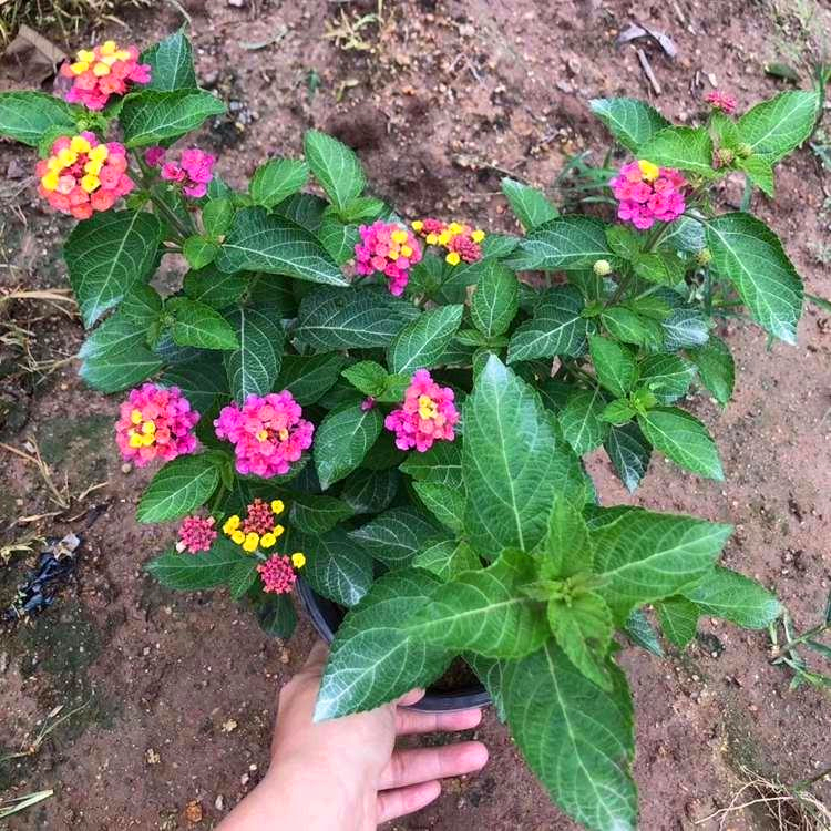 五色梅小苗批发海南栽培五色梅苗观赏植物公园绿化花海