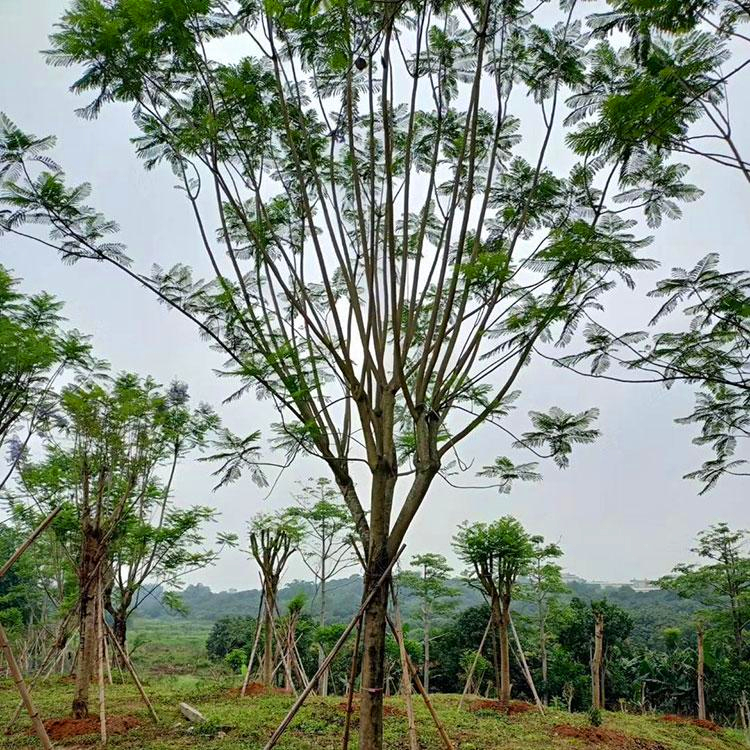 广东基地供应蓝花楹苗精品蓝花楹树农户自产自销量大价优