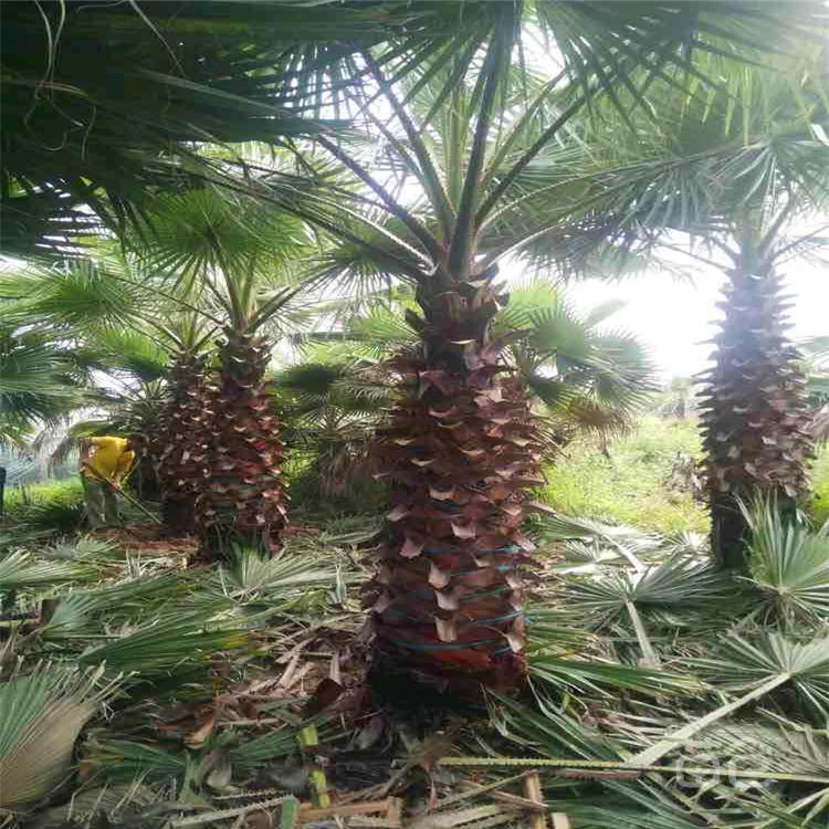 云南华盛顿老人葵直供 精品老人葵价格 街区绿化 常年直供