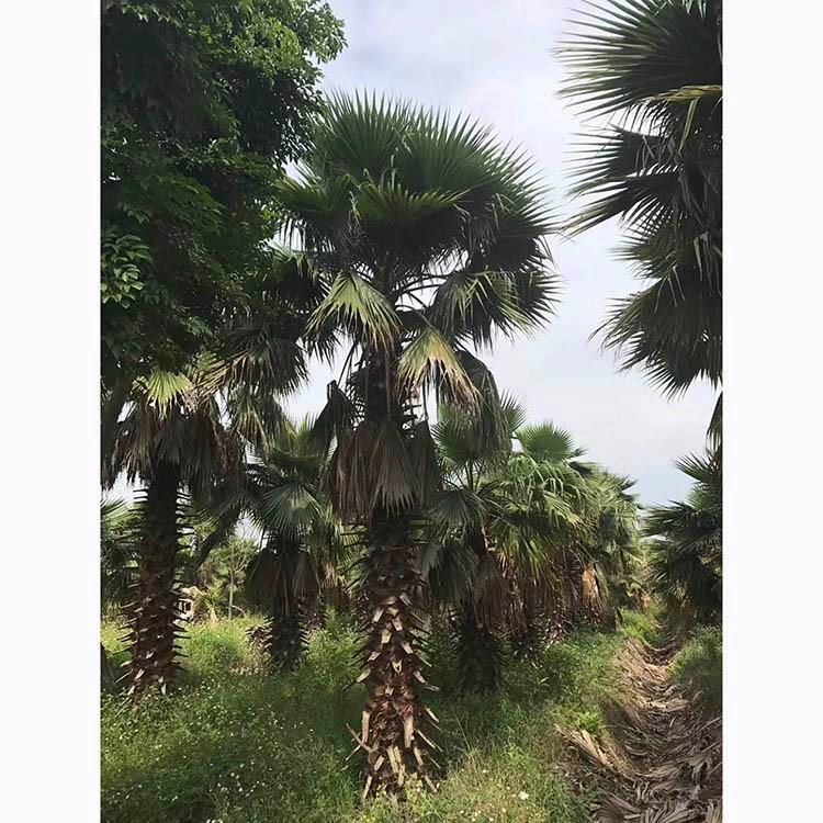 云南华盛顿老人葵直供 精品老人葵价格 街区绿化 常年直供