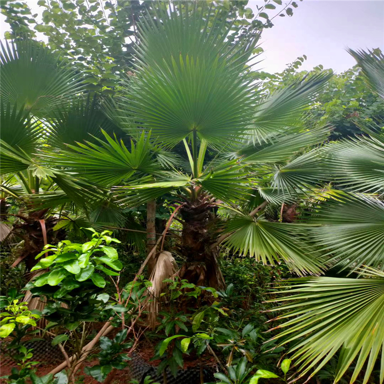 云南华盛顿老人葵直供 精品老人葵价格 街区绿化 常年直供