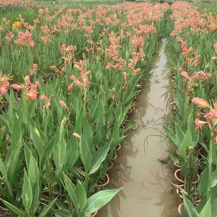 粉花水生美人蕉 粉花美人蕉袋苗盆苗 福建基地批發