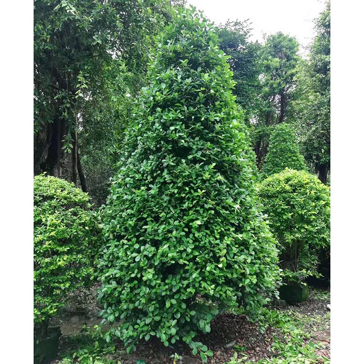 火山榕塔型移植苗 塔形金钱榕基地 造型火山榕塔