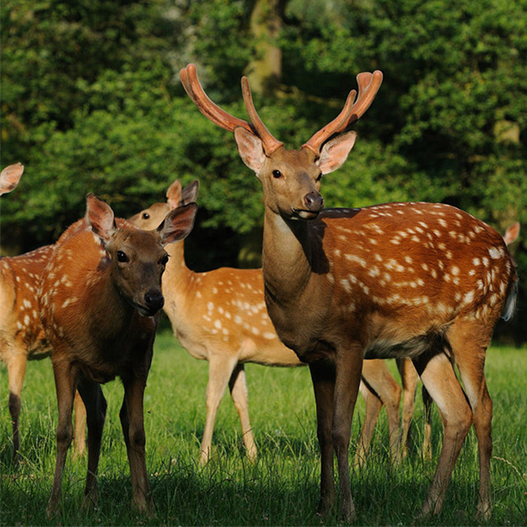 养牛必读：养牛如何实现利润最大化？开元棋牌- 开元棋牌官方网站- 开元棋牌APP下载