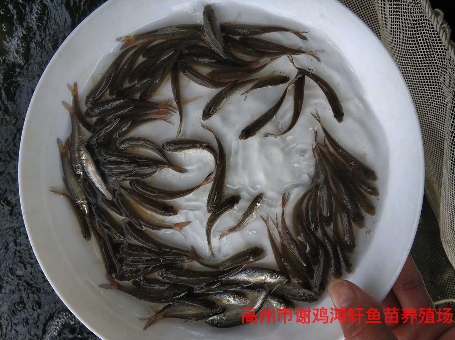 魚種苗大鱗䰾種苗淡水苗養殖技術