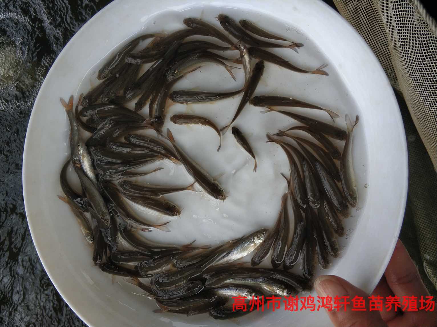 淡鱼苗养殖基地银雪鱼苗养殖基地