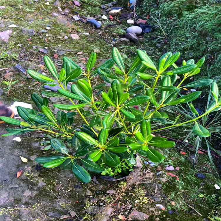 福建種植基地直供各種規格海桐苗海桐容器苗精品海桐盆栽苗