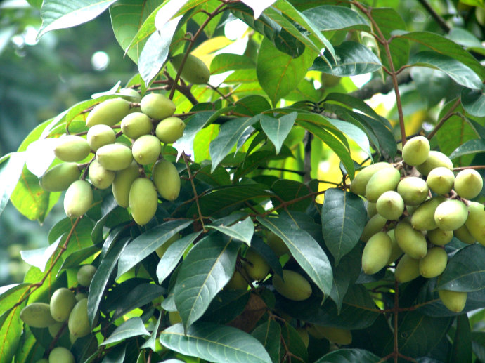 油橄榄进口贸易代理服务