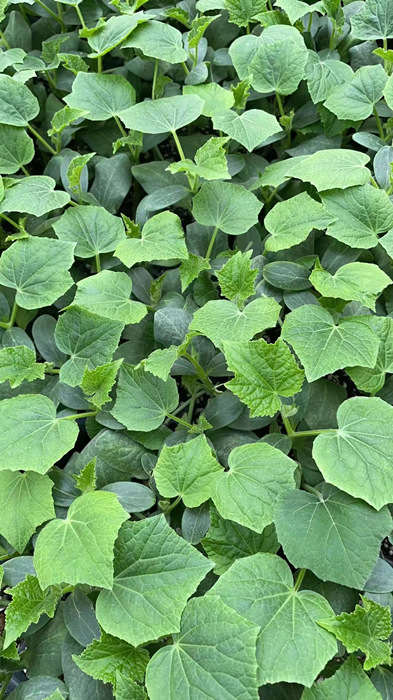 水果黄瓜苗早春水果小黄瓜苗海泽拉水果小黄瓜苗