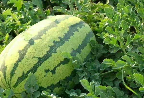 西农8号西瓜苗 大红瓤西瓜苗 中晚熟西瓜苗