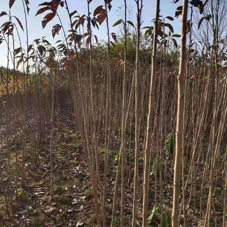樱花小苗1米5-1米8樱花小苗染井吉野小苗 货源充足